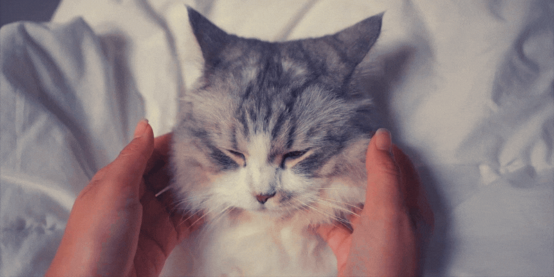 Principais Técnicas Holísticas Utilizadas Nos Pets