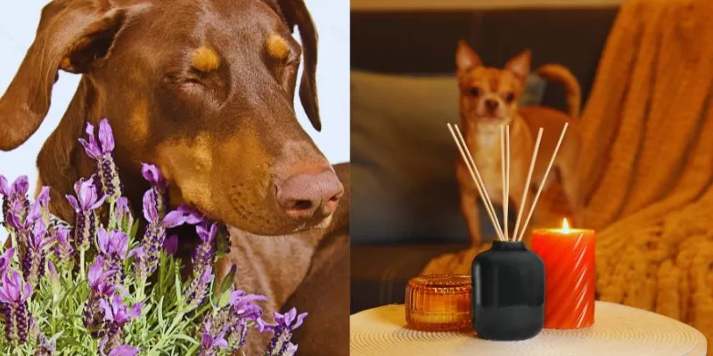 Integrando Terapias Holísticas Para Animais de Estimação no Dia a Dia